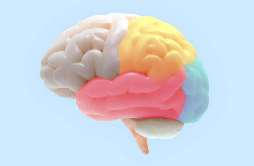 brain-areas